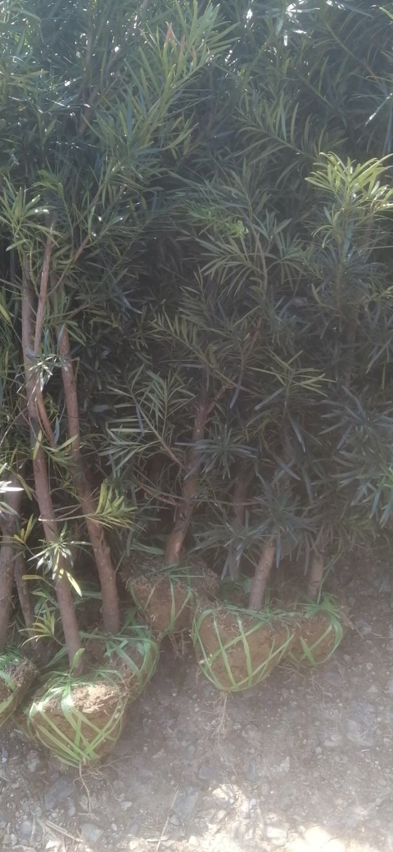 罗汉松4公分自家苗圃产地批发罗汉松大量有货
