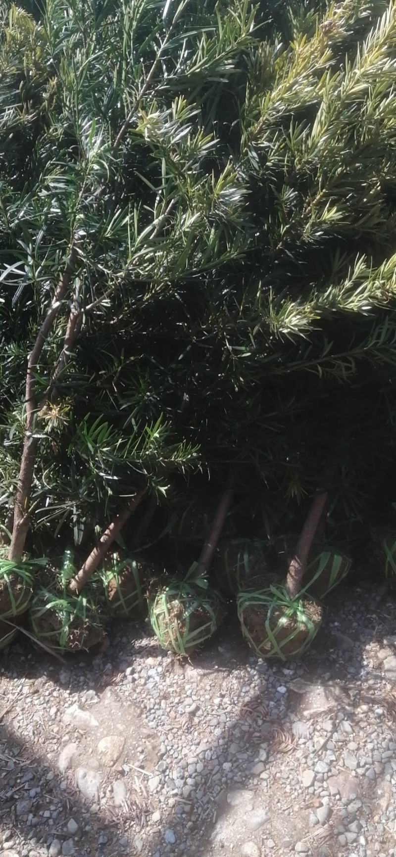罗汉松4公分自家苗圃产地批发罗汉松大量有货