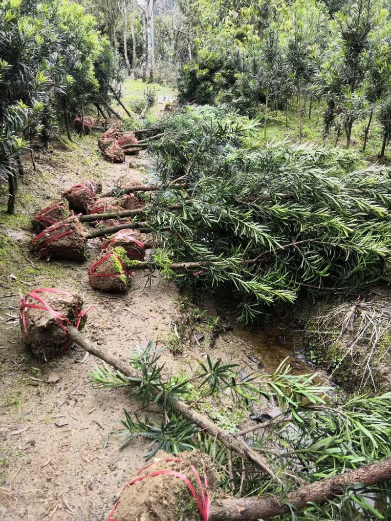 罗汉松4公分自家苗圃产地批发罗汉松大量有货