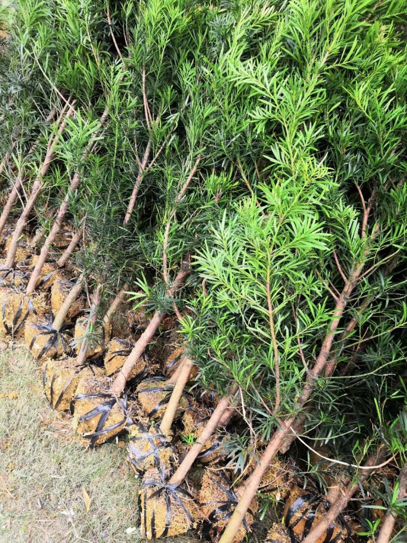 罗汉松4公分自家苗圃产地批发罗汉松大量有货