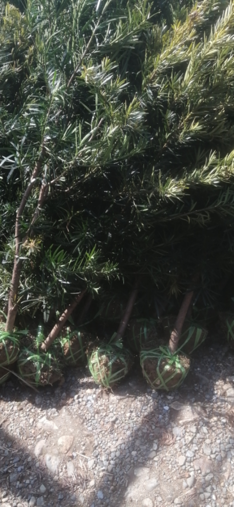 罗汉松4公分自家苗圃产地批发罗汉松大量有货