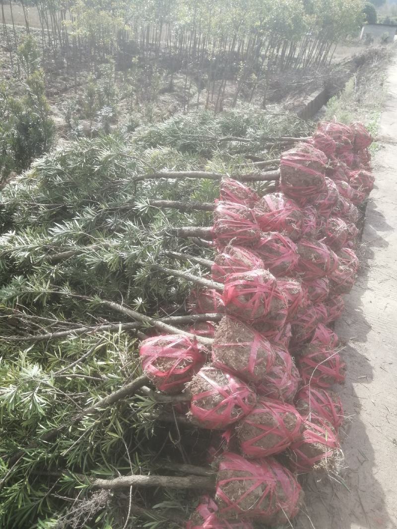 罗汉松4公分自家苗圃产地批发罗汉松大量有货
