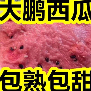 山东大棚甜王西瓜，现场采摘，包熟包甜，全国发货