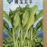 比亚久青玉王子白菜苔种子，早熟，肥嫩脆甜口感好