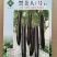 黑美人1号细长线茄子种子，早熟长棒形，皮黑紫，淡绿肉