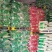 大米大量批发东北珍珠米袋装50斤量大从优