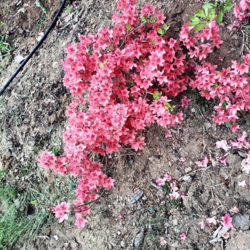 日照市三庄镇映山红育苗中心，常年供，红黄紫色大小苗映山红