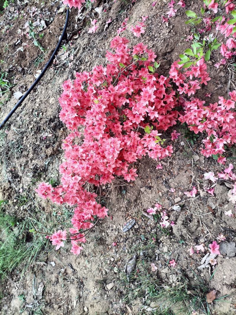 日照市三庄镇映山红育苗中心，常年供，红黄紫色大小苗映山红