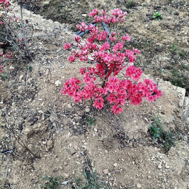 日照市三庄镇映山红育苗中心，常年供，红黄紫色大小苗映山红