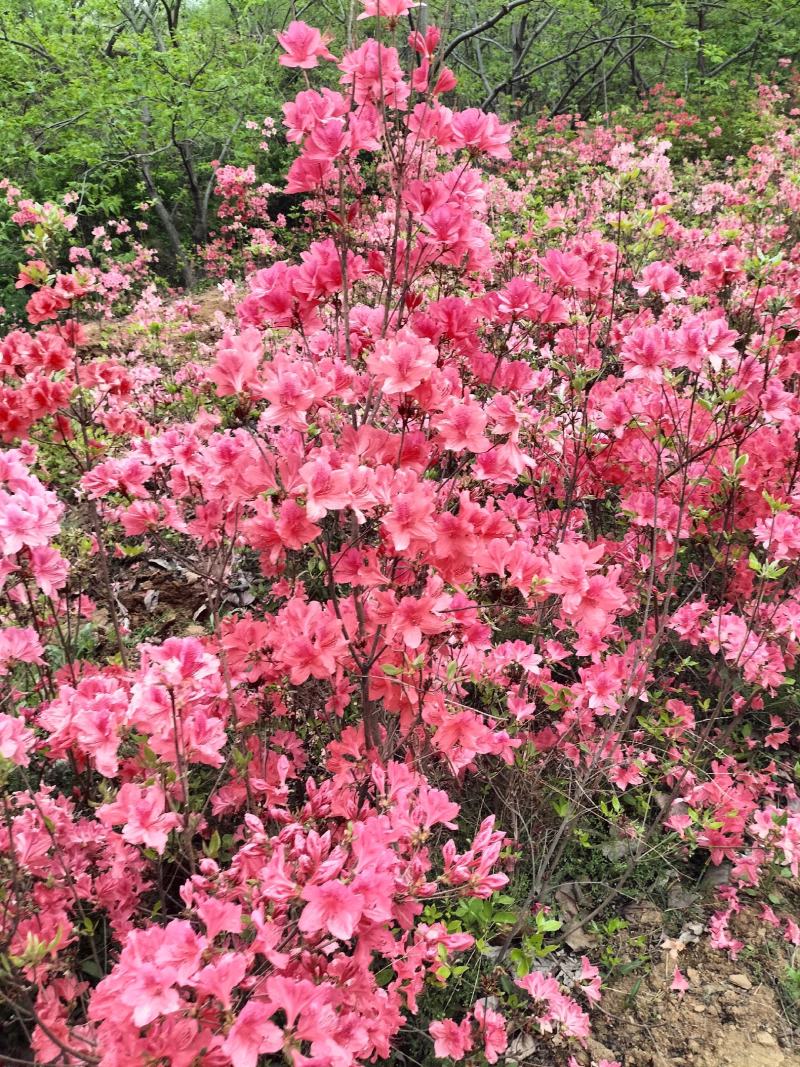 日照市三庄镇映山红育苗中心，常年供，红黄紫色大小苗映山红
