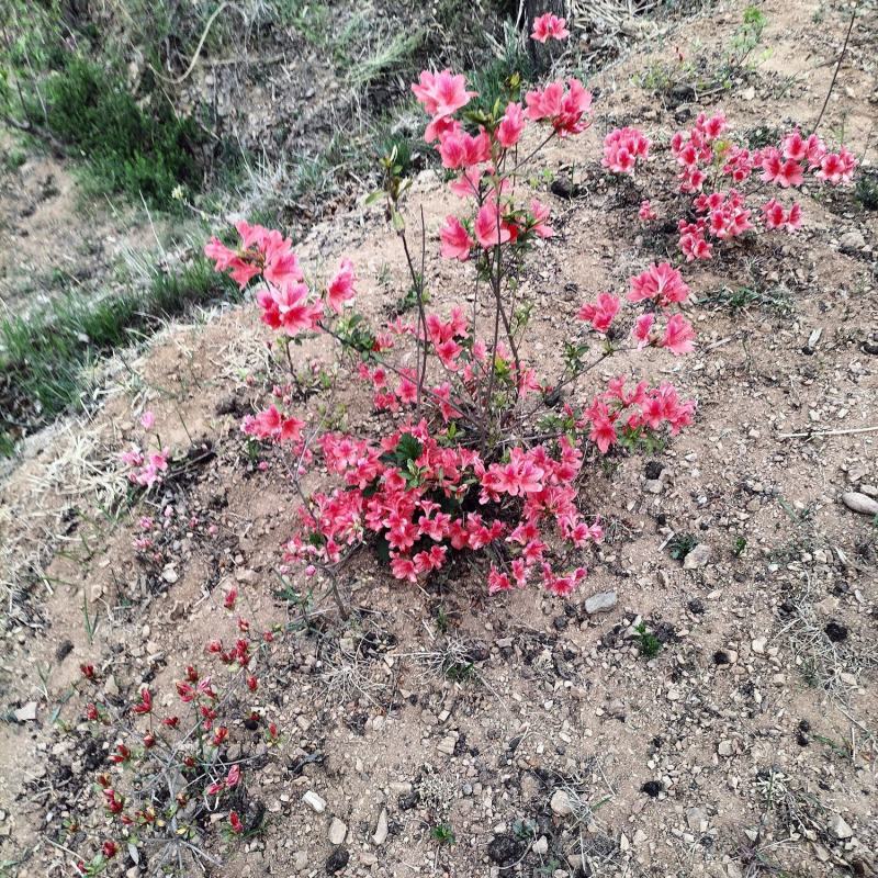 日照市三庄镇映山红育苗中心，常年供，红黄紫色大小苗映山红