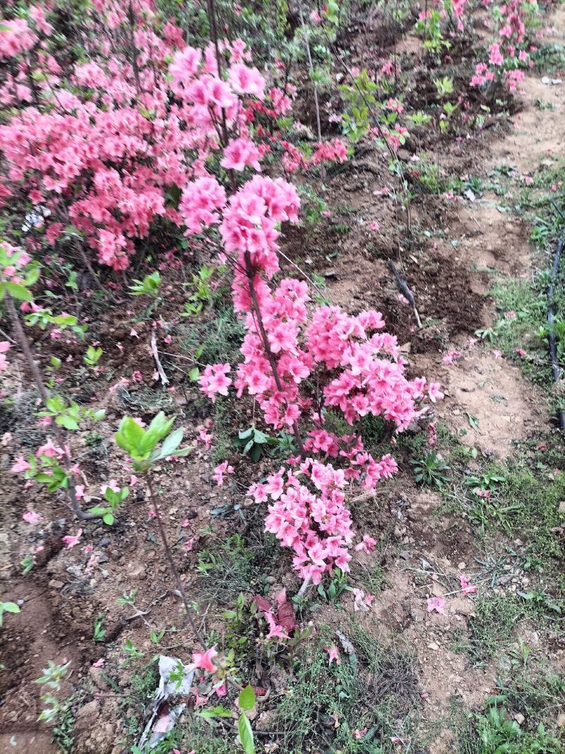 日照市三庄镇映山红育苗中心，常年供，红黄紫色大小苗映山红