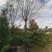 低于市场价供应竹柳柳树海棠樱花银杏临沂荣超园林