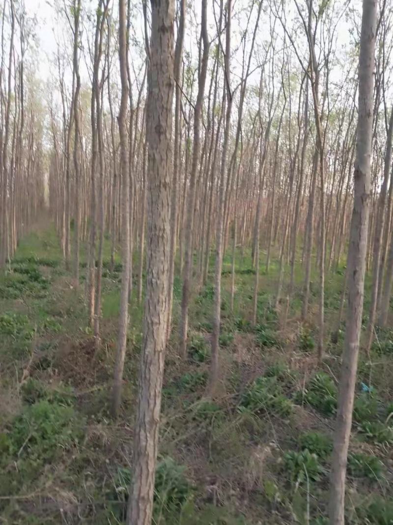 低于市场价供应竹柳柳树海棠樱花银杏临沂荣超园林