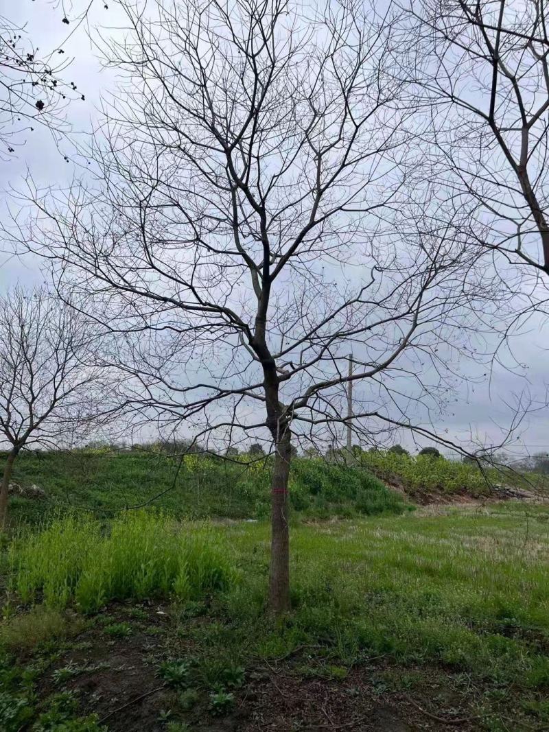 低价供应乌桕10-15-20-24公分临沂荣超园林