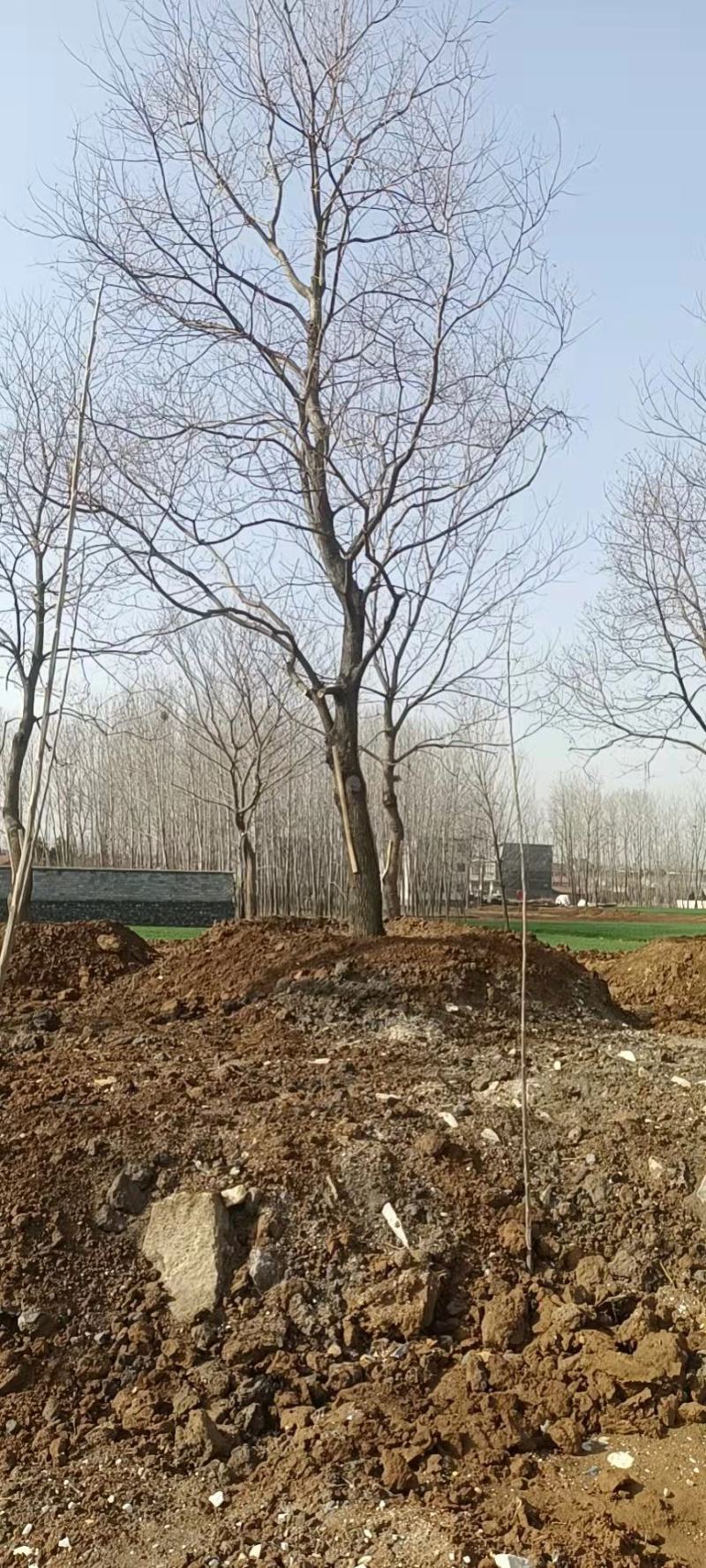 低价供应乌桕10-15-20-24公分临沂荣超园林