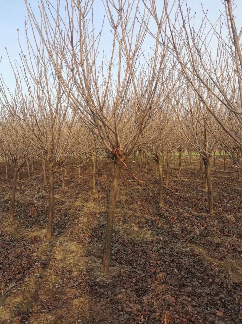 低价供应日本晚樱6-25公分，0.8-2米分枝