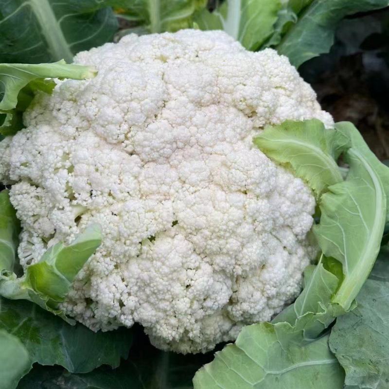 有机花菜菜花松花菜大量供应欢迎咨询订购