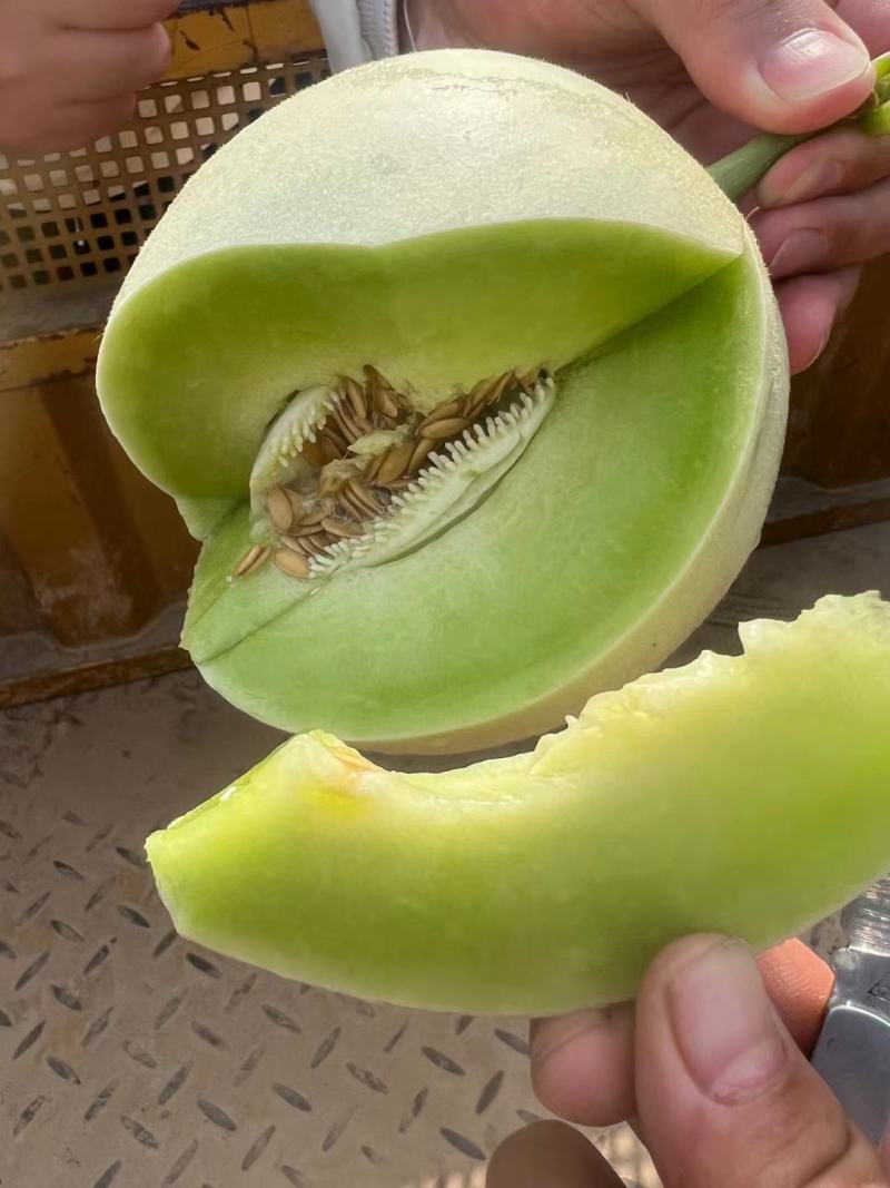 山东聊城河店镇大量供应玉菇甜瓜，冰淇淋蜜瓜，