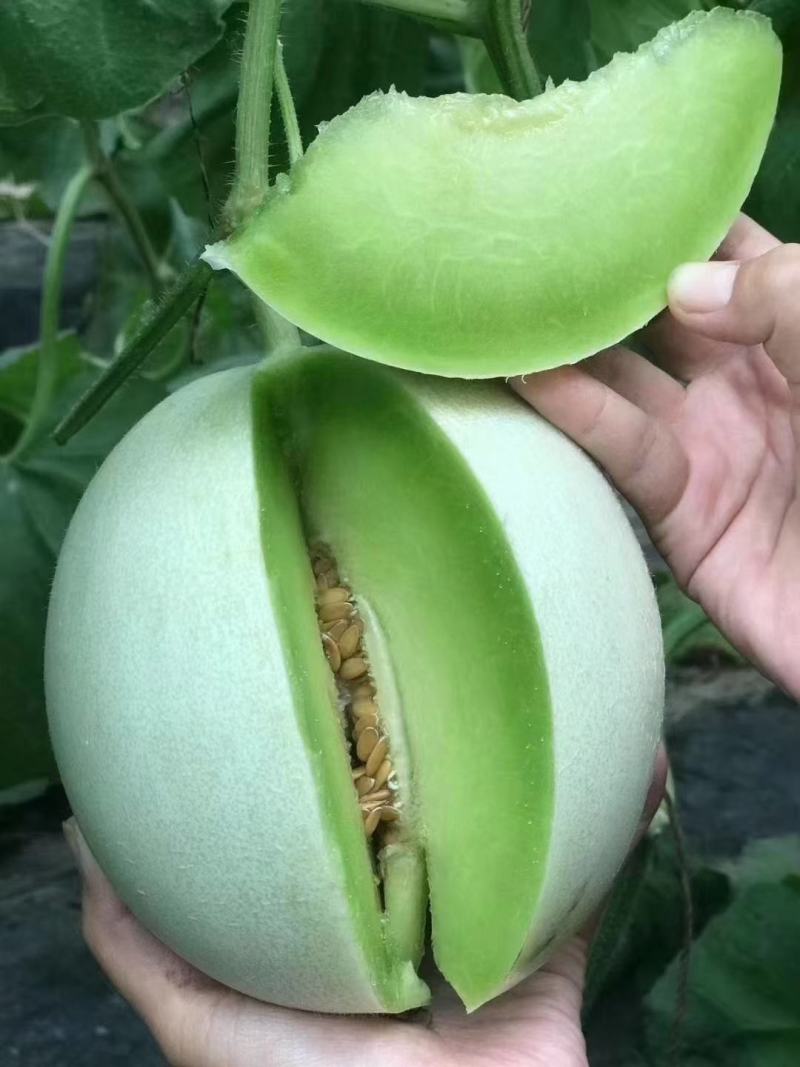 山东聊城河店镇大量供应玉菇甜瓜，冰淇淋蜜瓜，