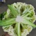 有机花菜菜花松花菜大量供应欢迎咨询订购