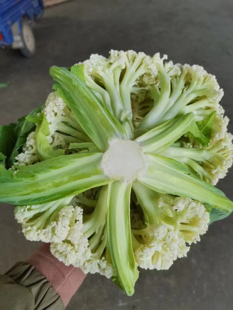 有机花菜菜花松花菜大量供应欢迎咨询订购
