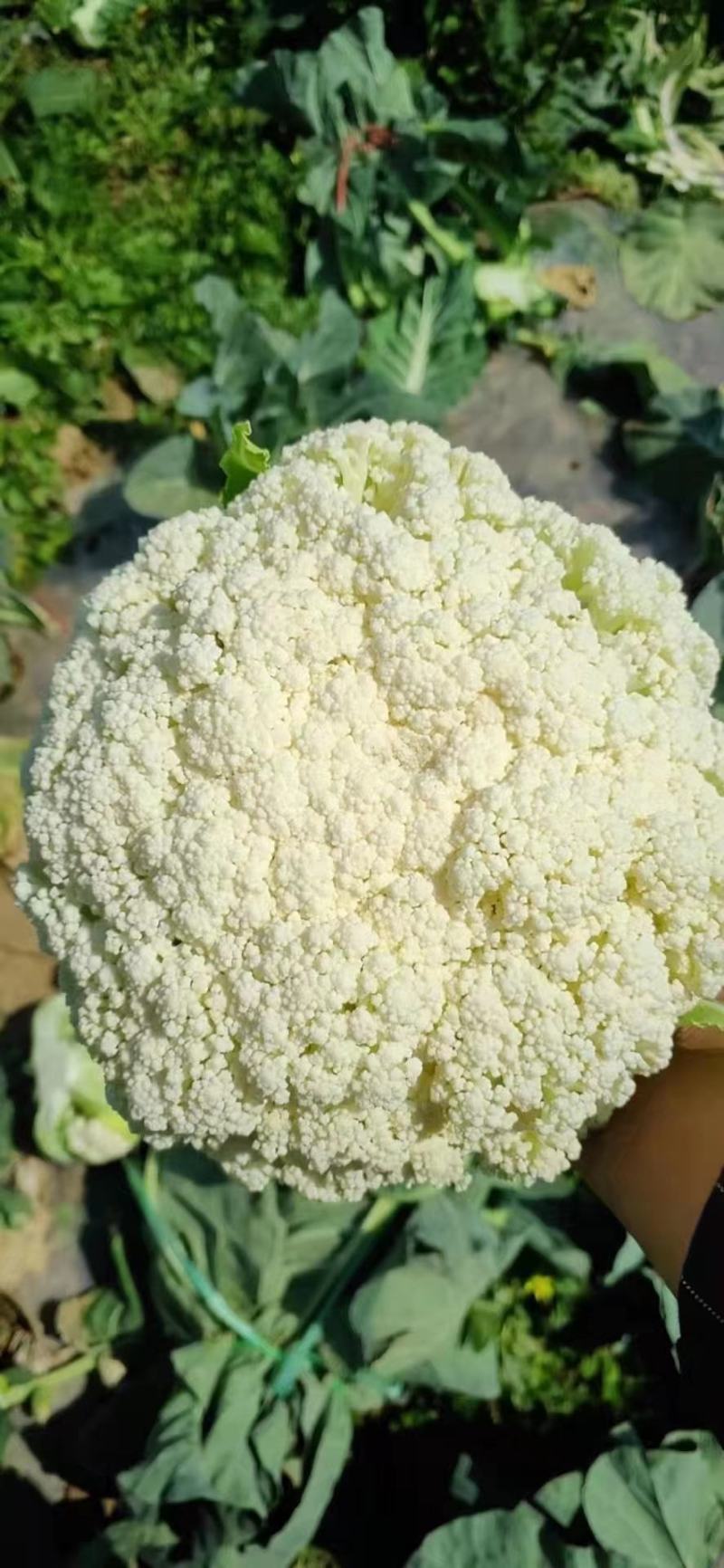 有机花菜菜花松花菜大量供应欢迎咨询订购