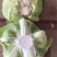 有机花菜菜花松花菜大量供应欢迎咨询订购