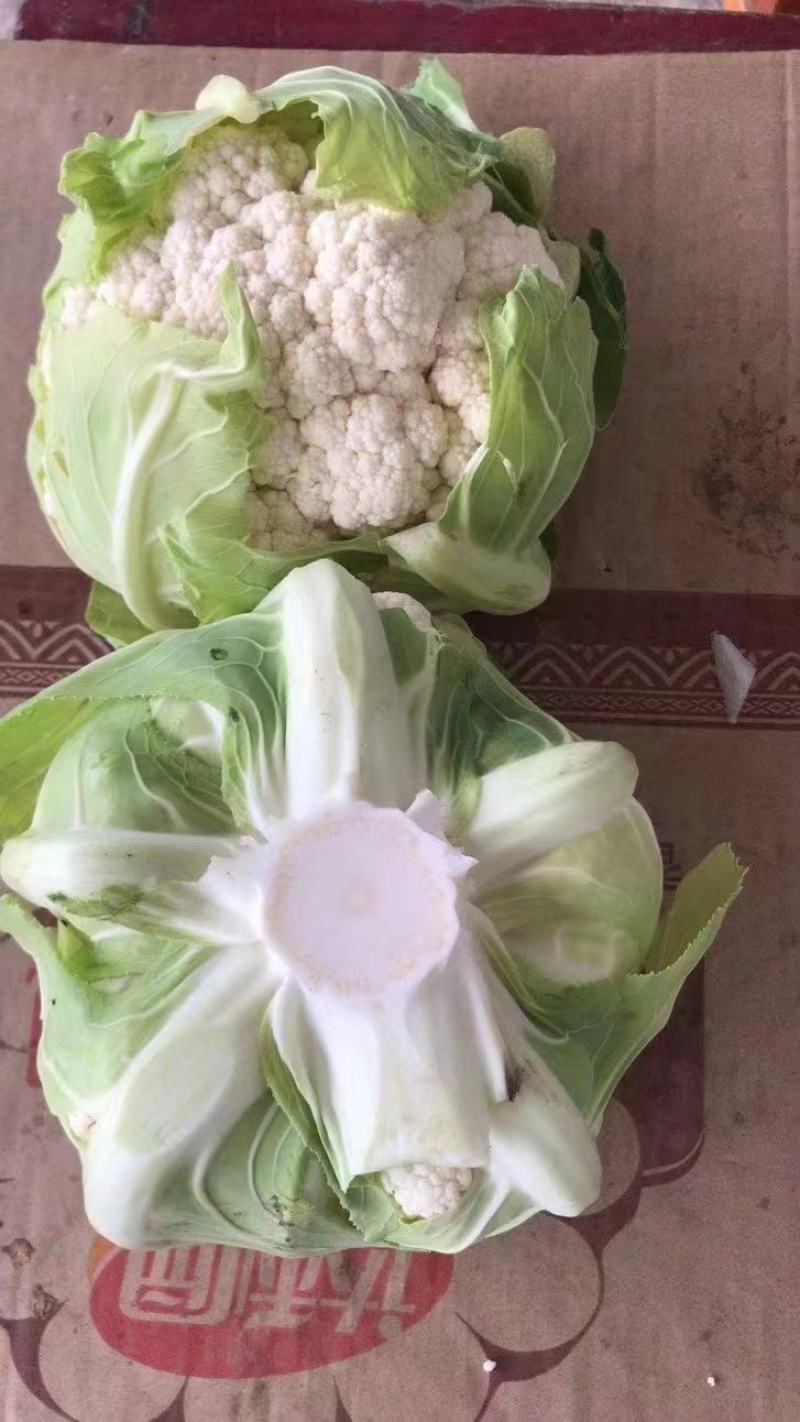 有机花菜菜花松花菜大量供应欢迎咨询订购