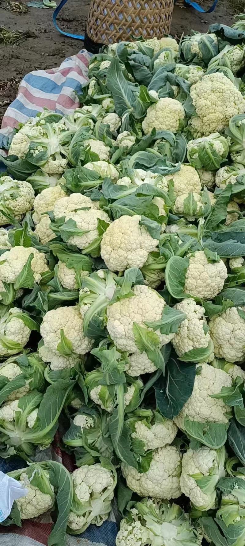 有机花菜菜花松花菜大量供应欢迎咨询订购