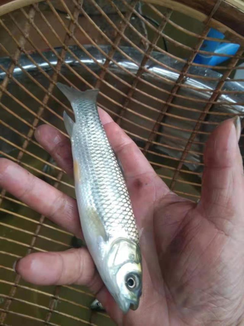 重庆潼南淡水养殖场大规规草鱼苗欢迎各位老板前来光临