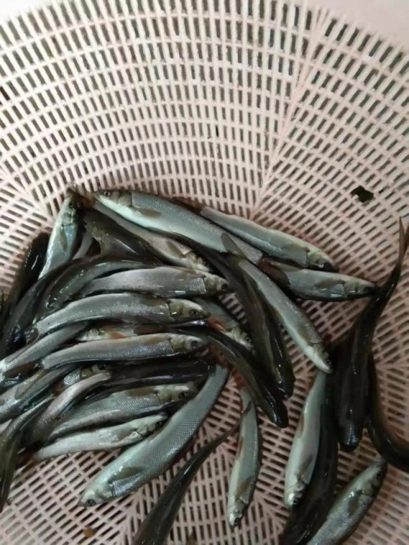 重庆潼南淡水养殖场大规规草鱼苗欢迎各位老板前来光临