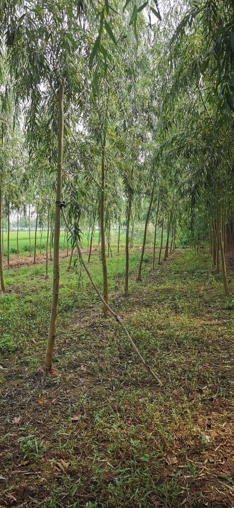 大量供应垂柳直柳树千亩竹柳1-20公分大量出售