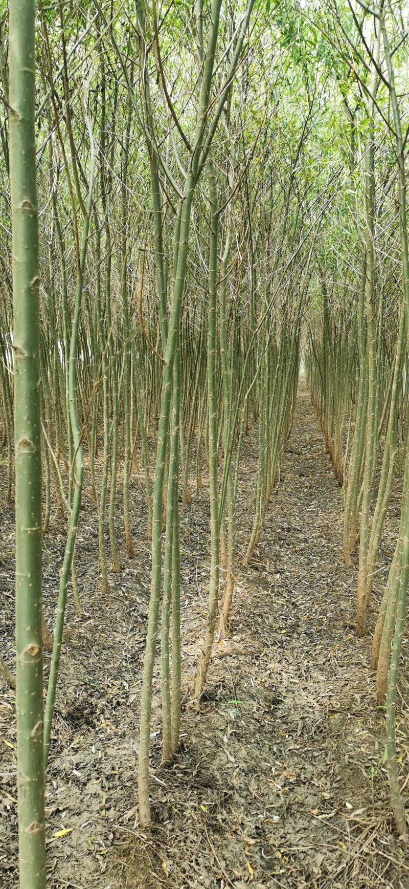 大量供应垂柳直柳树千亩竹柳1-20公分大量出售