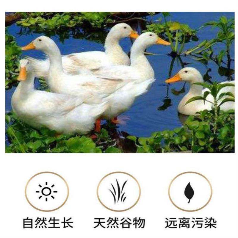 鸭肠新鲜鸭肠干净无油免洗批发火锅食材卤鸭肠烧烤串串冷冻
