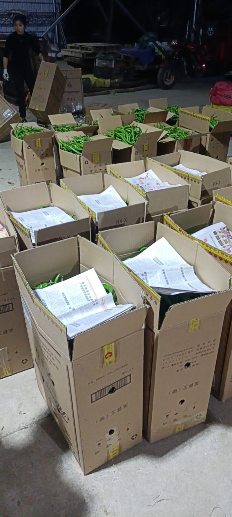 横县辣椒大量现货杭椒8号线椒螺丝椒螺线龙椒55号2307