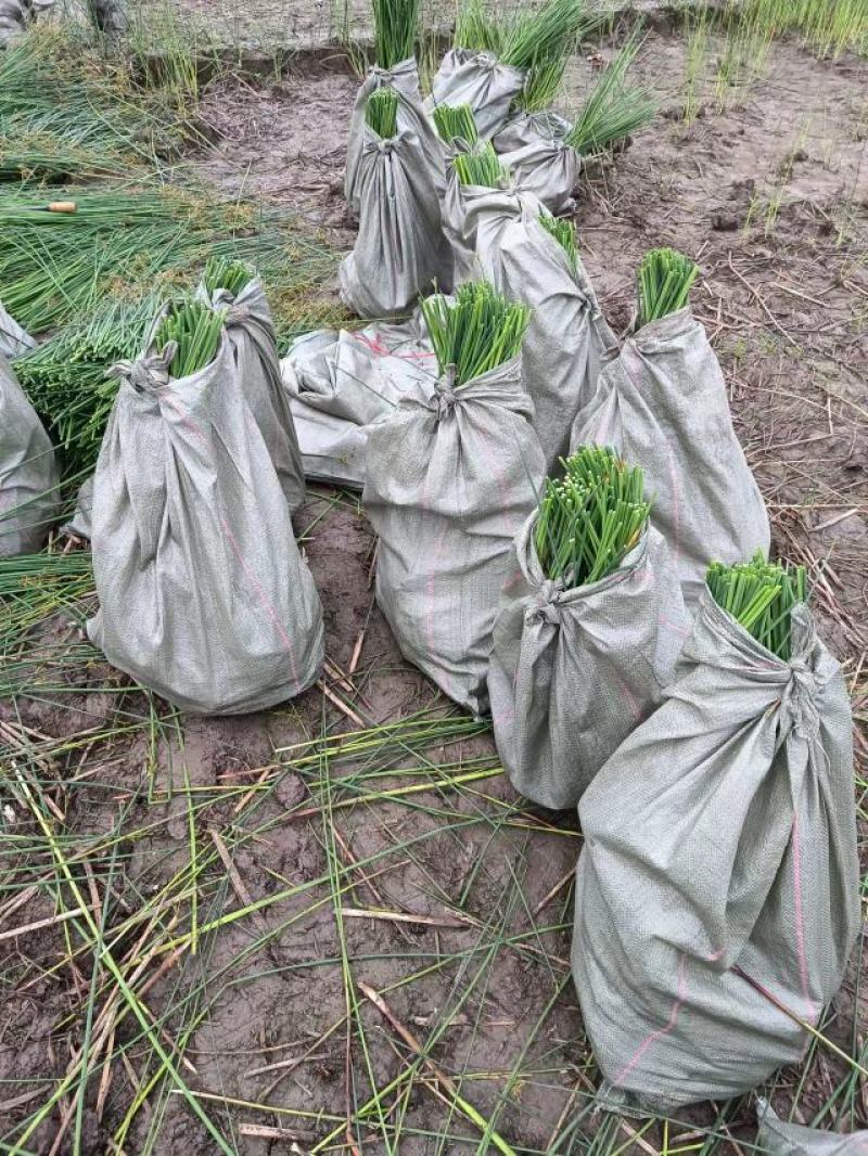 水葱新苗基地大量有货