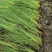 水葱新苗基地大量有货