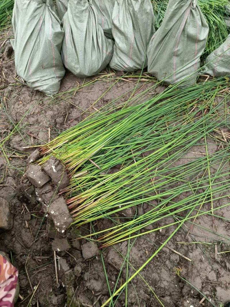 水葱新苗基地大量有货