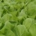 山东曹县蔬菜基地常年供货、质量保证、精品快菜