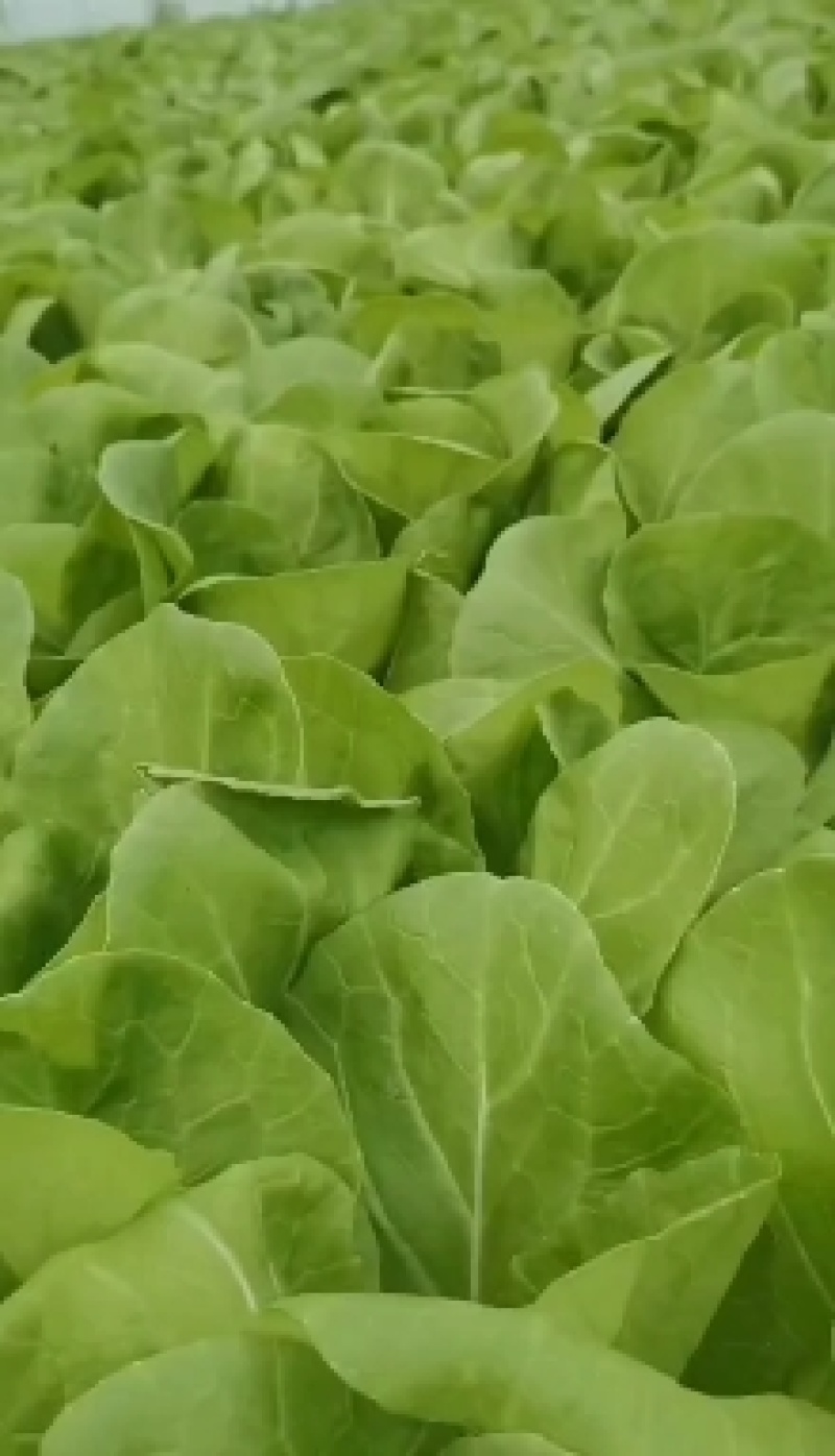 山东曹县蔬菜基地常年供货、质量保证、精品快菜