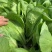 山东曹县蔬菜基地常年供货、质量保证、精品快菜