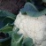 有机花菜，白面青梗，无大根，精品，一次合作，终身朋友