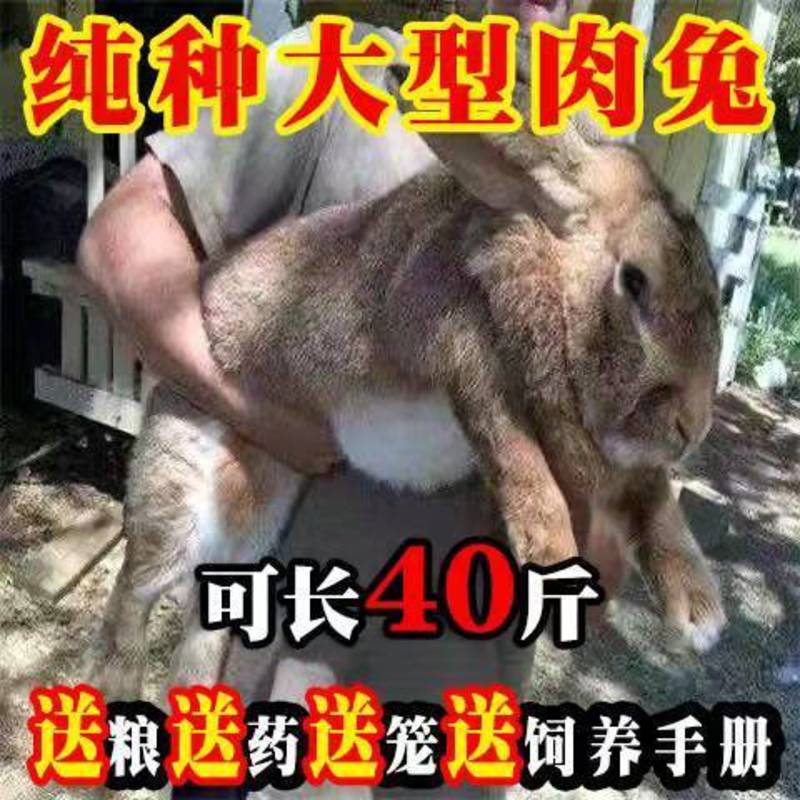 兔子活体大巨型肉兔小白兔小兔子比利时家养肉兔苗月月兔可长