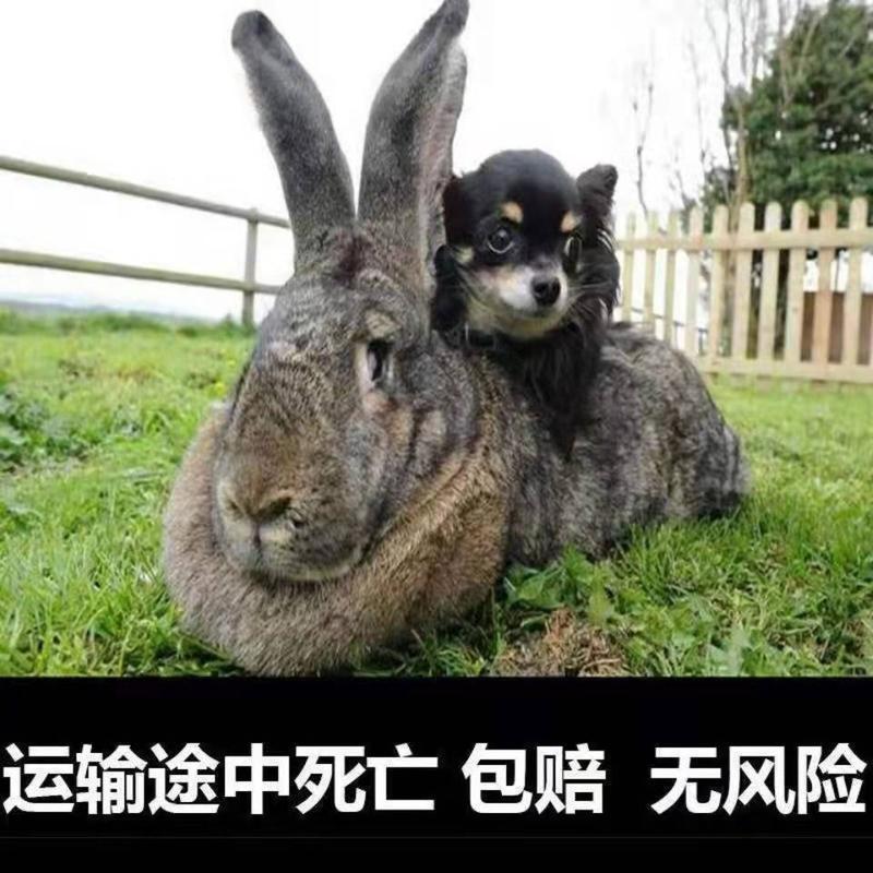 兔子活体大巨型肉兔小白兔小兔子比利时家养肉兔苗月月兔可长