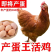 高产蛋鸡三黄鸡成品鸡