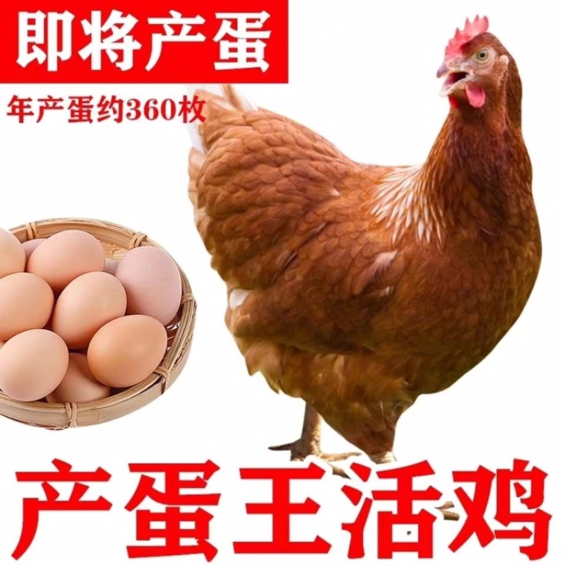 高产蛋鸡三黄鸡成品鸡