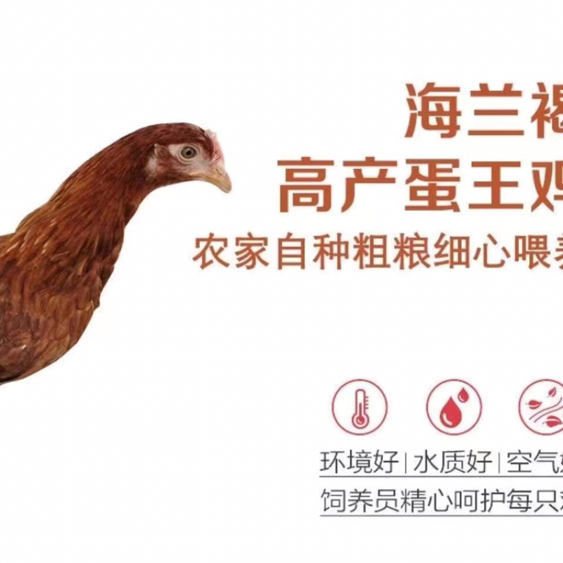 高产蛋鸡三黄鸡成品鸡