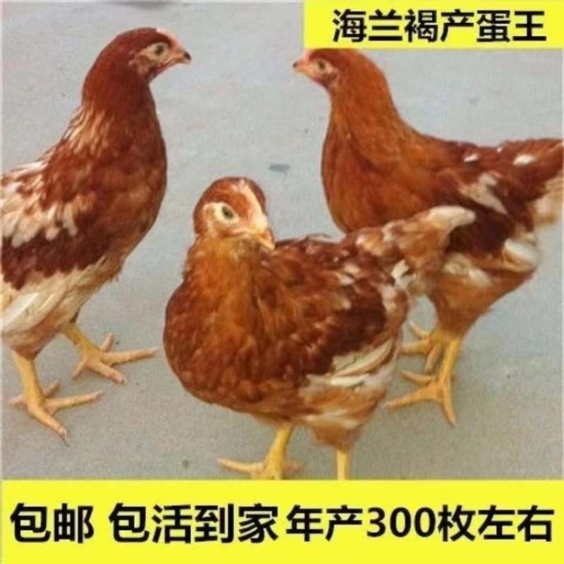 高产蛋鸡三黄鸡成品鸡