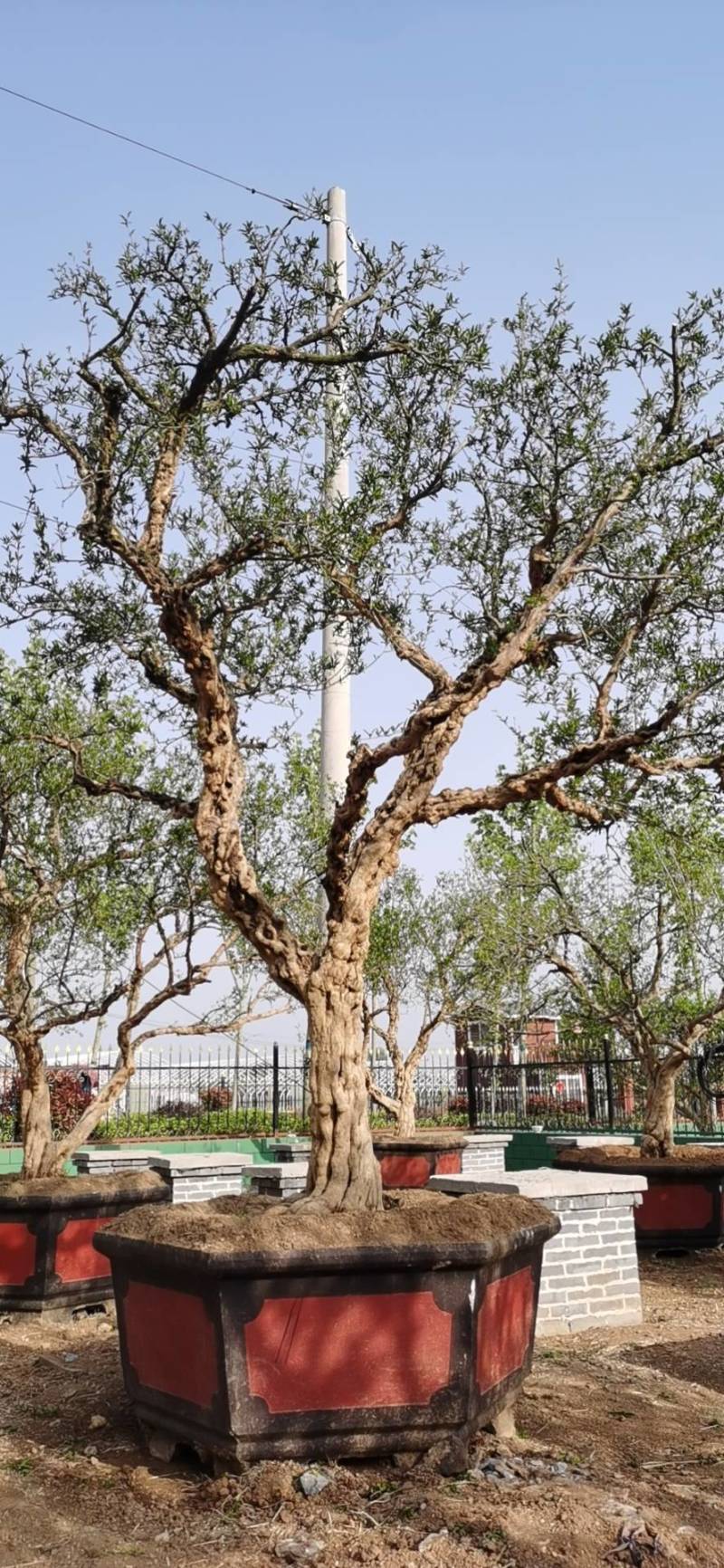 专业做石榴园林树，石榴树盆栽，别墅庭院专供石榴树